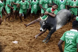 Jallikattu Ban Strikes At Root Of Local Economy Nurturing Super-Healthy Indigenous Breeds Of Bull