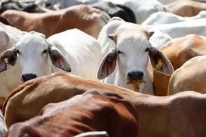 Representational Image  : Cow parts thrown into temple in MP |