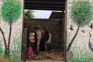 Of Tuskers And Mahouts: The Elephantine Issues Of Jaipur's Elephant Village