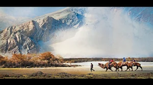 The double-humped Bactrian camels in the Nubra Valley