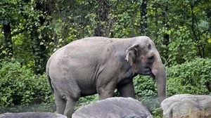 New Wildlife Protection (Amendment) Bill 2022 a death knell for elephants?