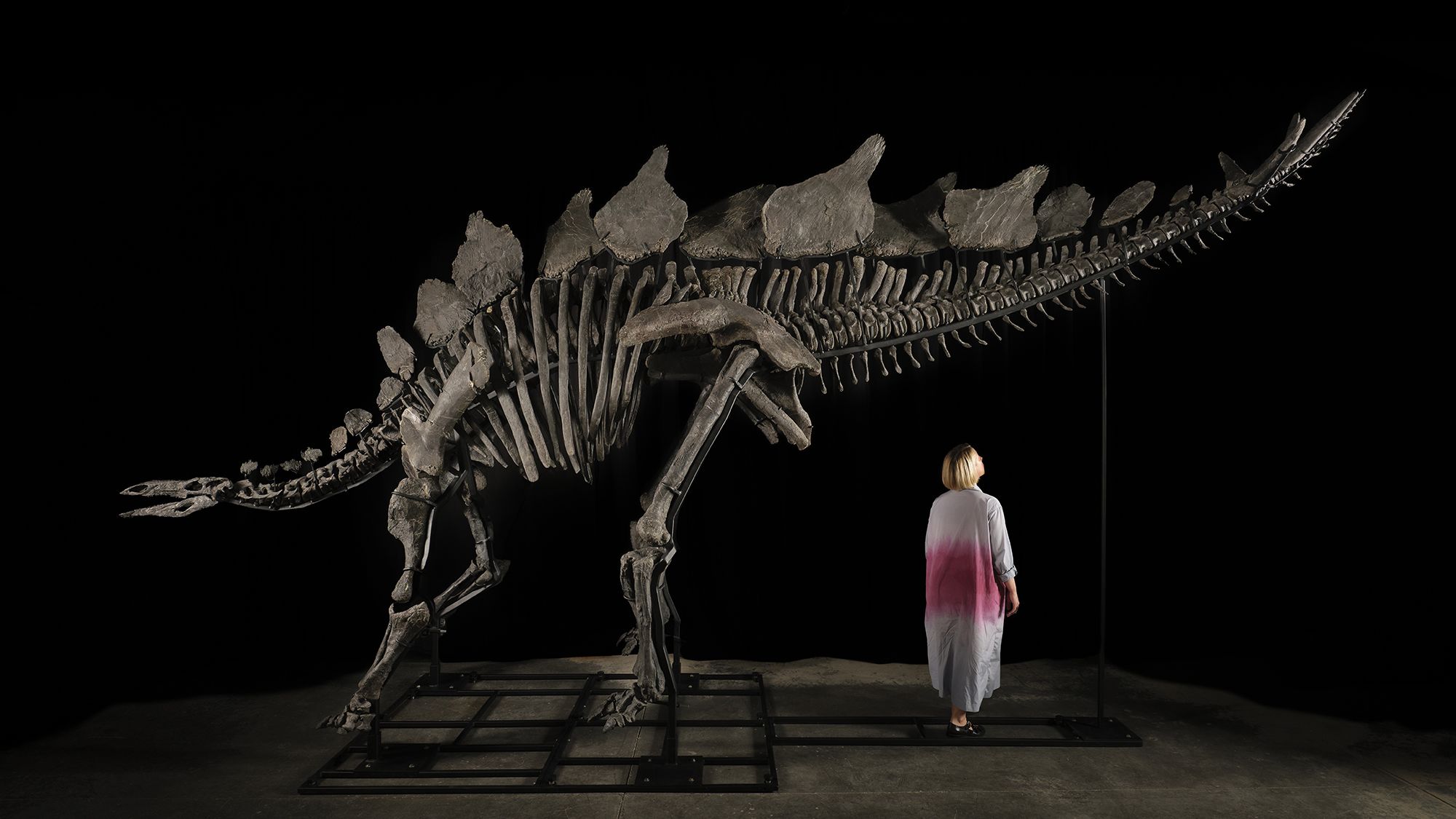 The most complete and best preserved Stegosaurus skeleton is set to go up for auction at Sotheby's next month