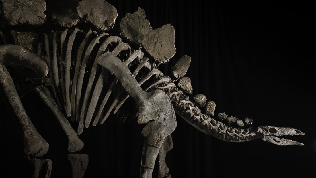 The fossil, nicknamed Apex, was discovered by a commercial paleontologist on his private land in Colorado.