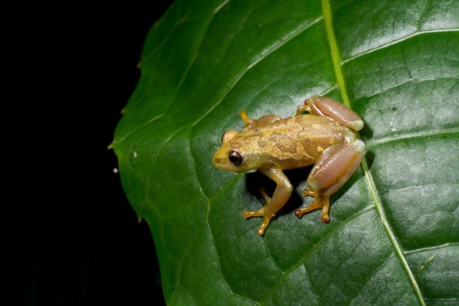 En 2023 se descubrieron cientos de nuevas especies, incluida una rana de caña de garganta espinosa llamada Hyperolius ukaguruensis, que se encontró en las montañas Ukaguru de Tanzania. La especie es inusual porque es silenciosa y no vocaliza a otras ranas. Crédito: Christoph Liedtke/Museo de Historia Natural
