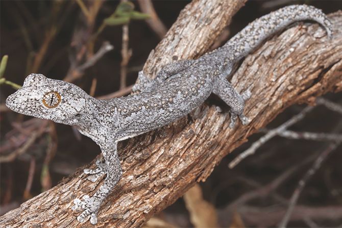 El gecko menor de cola de espinas recientemente descubierto y llamado Strophurus spinula vive en Australia Occidental. Además de sus ojos con diseños inusuales, el gecko puede expulsar una sustancia pegajosa de su cola. Crédito: Anders Zimmy/Museo de Historia Natural