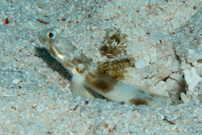 Mientras esperaban detectar una mantarraya de la isla Lady Elliot en la Gran Barrera de Coral de Australia, los investigadores encontraron un gobio camarón, al que llamaron gobio Lady Elliot (Tomiyamichthys elliotensis). Los gobios camaroneros son peces de arrecife de aguas poco profundas que protegen las madrigueras de los camarones alfeidos y están atentos a los depredadores. Crédito: Mark Erdmann/Academia de Ciencias de California