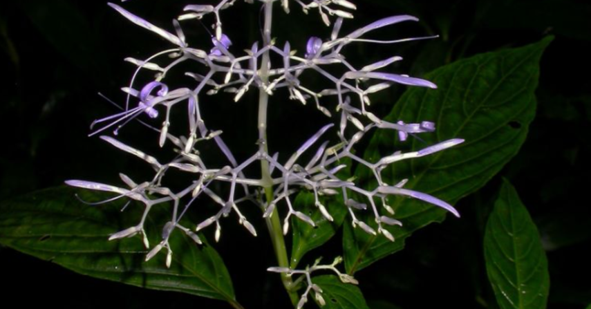 Después de ser confundida durante mucho tiempo con una planta similar en México, la planta Stenosstephanus purpureus de Costa Rica finalmente tiene su propio nombre. Crédito: Mauricio Bonifacino/Academia de Ciencias de California