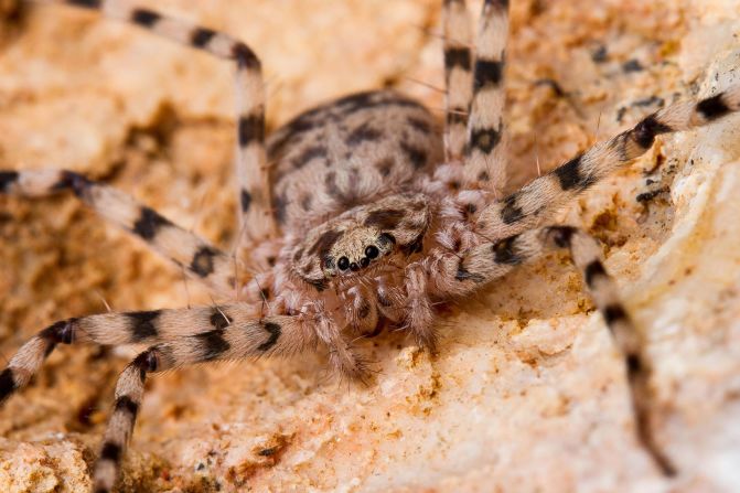 Karaops dejongi es una de las 19 nuevas especies de arañas planas encontradas por la investigadora de la Academia de Ciencias de California, Sarah Crews. Las arañas pequeñas y planas son increíblemente difíciles de atrapar y estudiar. Crédito: Jordan DeJong/Academia de Ciencias de California