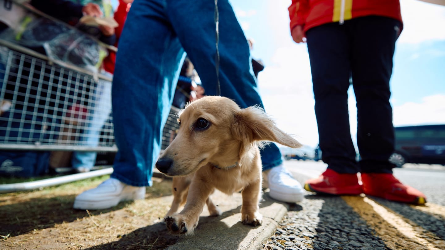 Fast becoming a celebrity, Leo Leclerc - Charles Leclerc's dog - seemed popular with fans at the track