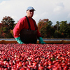 Bow Down To The Medicinal Power Of Cranberries