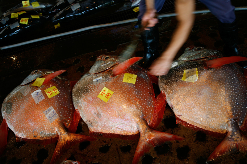 The Naha fish market in Okinawa provides fresh food for most of the island.