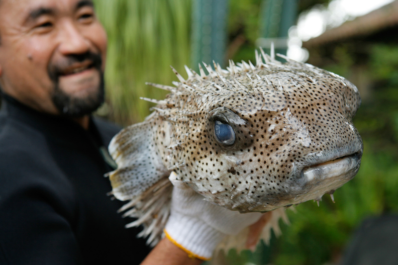 Okinawans have long told their children to eat something from the land and something from the sea every day. Okinawans believe this time-honored adage helps contribute to a long, healthy life.