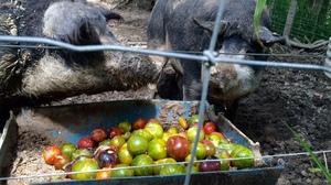 WATCH: I'll Have What These Pigs Are Having