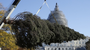 Alaska Ships A Capitol Christmas Tree With All Of The Trimmings