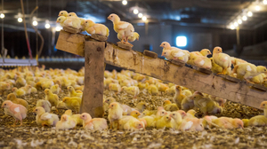 Perdue will study the effects of features such as perches in chicken houses. It hopes to double the activity levels of its chickens in the next three years.