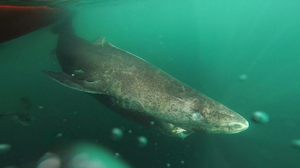 Talk About An Ancient Mariner! Greenland Shark Is At Least 272 Years Old