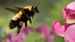 Could A Bumblebee Learn To Play Fetch? Probably