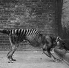 Back From The Dead? Reported Sightings Fuel Hope For Return Of Tasmanian Tigers