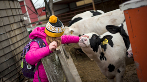 For 4-H Kids, Saying Goodbye To An Animal Can Be The Hardest Lesson