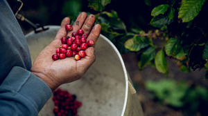 Eureka! California-Grown Coffee Is Becoming The State's Next Gold Mine