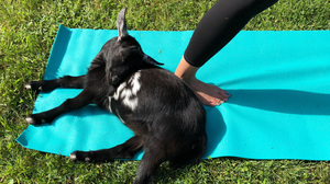 Goat Yoga Is 'Preposterous,' Says Goat Yoga Teacher. It's Also ... Terrific!