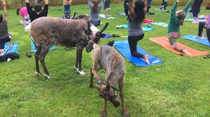 Move Over, Goat Yoga. Alaskans Now Have Reindeer Yoga