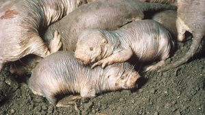 Naked And Unafraid: The Secret Lives Of Naked Mole Rats