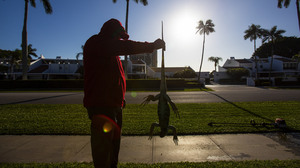 When Winter Hits Florida, Iguanas Fall From Trees — And Maybe Onto The Grill