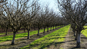 As Warm Winters Mess With Nut Trees' Sex Lives, Farmers Help Them 'Netflix And Chill'