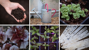 A step-by-step guide to planting an edible garden this spring