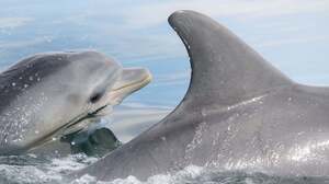 Dolphins Learn Foraging Tricks From Each Other, Not Just From Mom