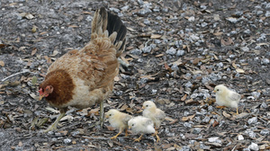 Don't Kiss Your Chickens, The CDC Says In A Salmonella Warning