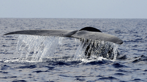 Whales' Vital Role In Our Oceans