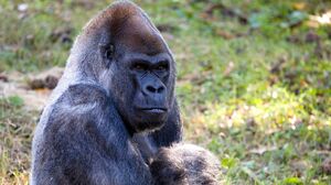 Ozzie, the world's oldest male gorilla, dies at 61