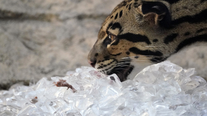 With record-breaking heat, zoos are finding ways to keep their animals cool