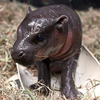 This zoo didn't just get a hippopotamus for Christmas — it got a baby pygmy one