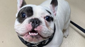 A New York shelter says Ralphie the dog is a jerk, but it still wants him adopted