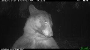 A curious Colorado bear strikes a pose for 400 selfies on a wildlife camera