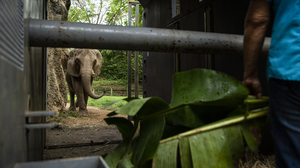 Puerto Rico lost its only elephant — and cracked open a well of emotions