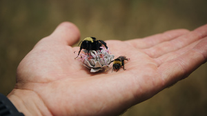 Nets, coolers and courage: A day in the life of a volunteer bee conservationist