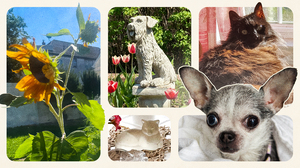 8 loving ways to honor a pet's memory: Write an obit, grow a garden, dedicate a day