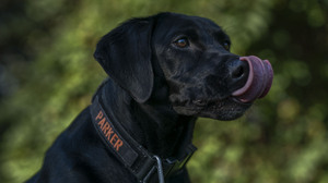 When disaster strikes, these good boys and girls are your rescue crew