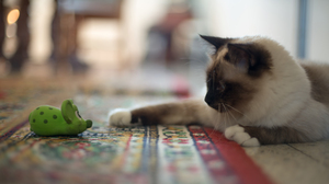 Cats play fetch, too — as long as they're in control, a study finds