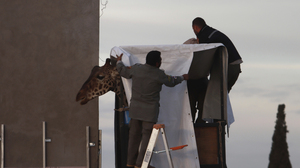 Giraffe Benito has a new home in Mexico. Now comes the hard part — fitting in