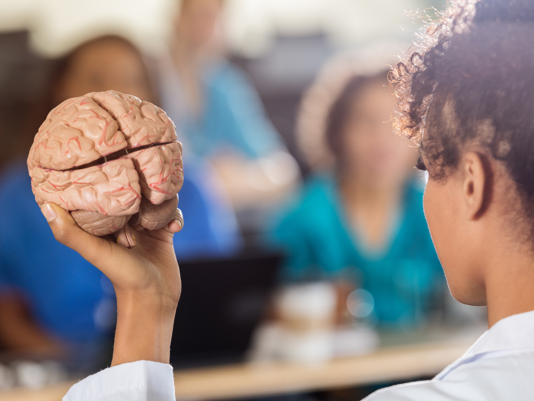 Female researcher holds up a model of a human brain.