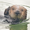 California sea otters nearly went extinct. Now they're rescuing their coastal habitat