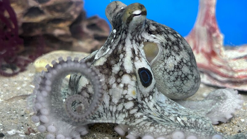 Terrance the octopus came to live with a family. Then she laid dozens of eggs