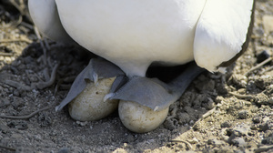 For birds, siblinghood can be a matter of life or death