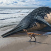 Largest-ever marine reptile found with help from an 11-year-old girl