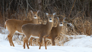 Deer are expanding north. That could hurt some species like boreal caribou